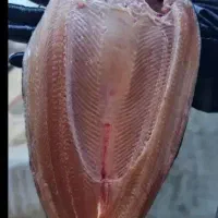 ماهی قزل آلا ویژه