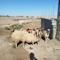 گوسفند|حیوانات مزرعه|کوزران, |دیوار