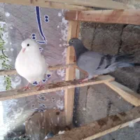 کبوتر ساعتی و ذات دار|پرنده|رامیان, |دیوار