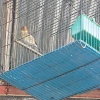 سهره یک ماه قفس نرو یک سهره قناری نر|پرنده|کنگاور, |دیوار