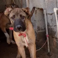 سگ سرابی|سگ|بهبهان, |دیوار