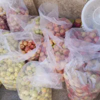 ششصد کیلو سیب زرد وسرخ