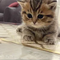 گربه بریتیش ۲ ماهه|گربه|قزوین, |دیوار