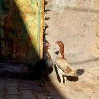 جفت مرغ اصیل