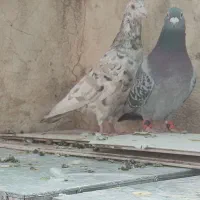 سرور|پرنده|شیراز, سجادیه|دیوار