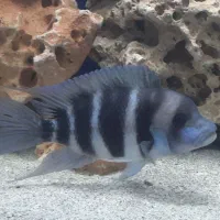 فورانتوزا|ماهی|اسلامشهر, شهرک محمدیه|دیوار