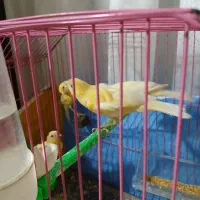 قناری پرتغالی حاضر اماده جفت|پرنده|سیب و سوران, |دیوار