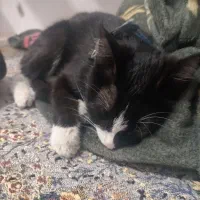 واگذاری بچه گربه و یک گربه تاکسیدو