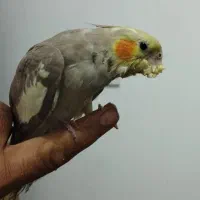 عروس هلندی باهوش