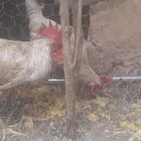 دوعد خروس سالم