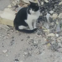 دوتا بچه گربه ناز تاکسیدو برای سرپرستی|گربه|خرم‌آباد, |دیوار