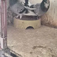 سه جفت کبوتر با جفتگاه