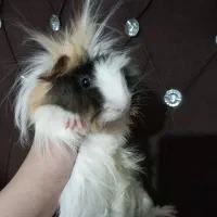 خوکچه هندی|موش و خرگوش|قزوین, |دیوار