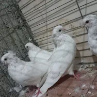 مفلق چشمو نوک سفید نوک ریز|پرنده|خمینیشهر, |دیوار