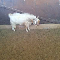 نر بز|حیوانات مزرعه|سامان, |دیوار