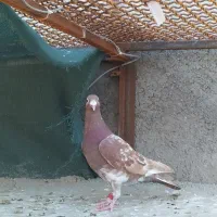 کارل سرخ نر