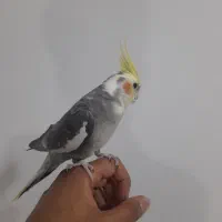 عروس نَر دستی