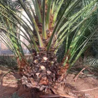 قطع نخل بریدن نخل درخت هرس نخل سمپاشی تقویتی