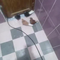 کبوتر رنگی|پرنده|مسجد سلیمان, |دیوار