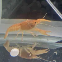 ماهی لابستر