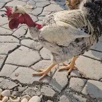 ۴ عدد مرغ تخم گزار ۲ ساله و ۲ عدد خروس