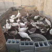 فروش غاز ساده