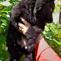 واگذاری توله ژرمن شولاین موبلند