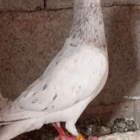 کفتر یا کبوتر