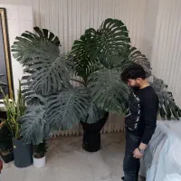 فروش انواع گیاهان آپارتمانی و باغچه‌ای