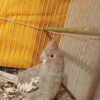 عروس هلندی|پرنده|رضویه, |دیوار