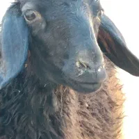 بره ماده چاق