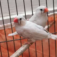 یک جفت فنچ بالغ سالم همراه با تخم