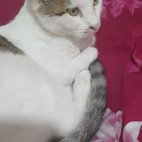 واگذاری رایگان گربه