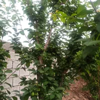 ۳۵۰مترباغ ویلا*سنددار*بافت شهری*کنتور* شهریار|فروش خانه و ویلا|تهران, یافت آباد جنوبی|دیوار