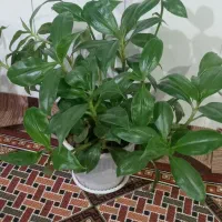 گل خانگی