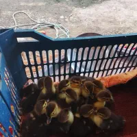 جوجه اردک