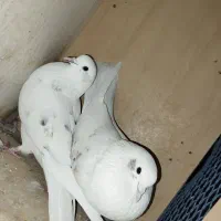 کفتر پرشی پرش سنگین به تظمین|پرنده|آبدانان, |دیوار