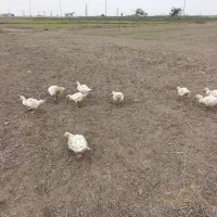 اردک اسرائیلی از نژاد سفید|حیوانات مزرعه|مینودشت, |دیوار