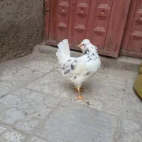 ۳عدد مرغ گلین پنگوئنی اصیل
