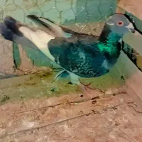 کفتر|پرنده|مود, |دیوار