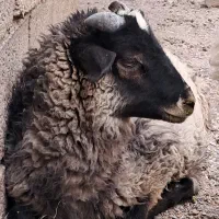 ۲ بره نر رومانوف