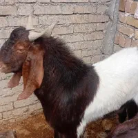 ساورین در میشخاص