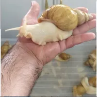 حلزون طبی برای جوانسازی پوست