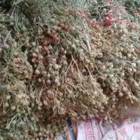 اسفند اسپند تازه ۱۴۰۴|گل و گیاه طبیعی|تهران, آبشار تهران (دریاچه)|دیوار