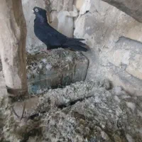 کبوتر سیاه