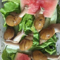 فروش پکیج حلزون