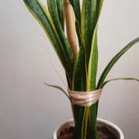 گلدان طبیعی سانسوریا تابلو فرش ساعت