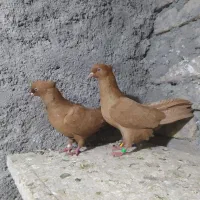 کفتر