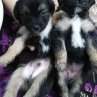 سگ پاکوتاه اشپیتز|سگ|کیاشهر, |دیوار