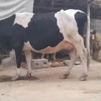 فروش گاو و گوساله